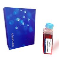 SW620/5-FU人结直肠腺癌耐药细胞株