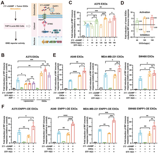 【Advance Science】15+，肿瘤外泌体ENPP1水解cGAMP抑制cGAS-STING信号传导