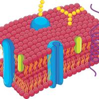 外泌体荧光染料（DiR）