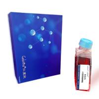 永生化人胶质瘤细胞