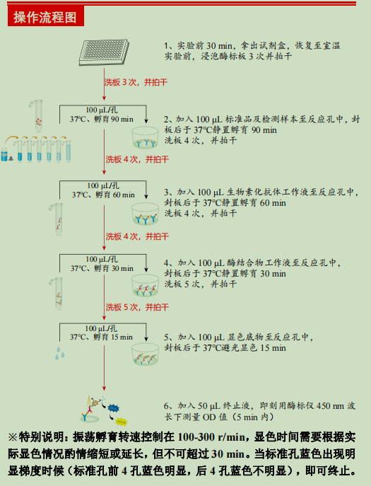 小鼠胱抑素C检测试剂盒