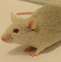 肾纤维化动物模型构建