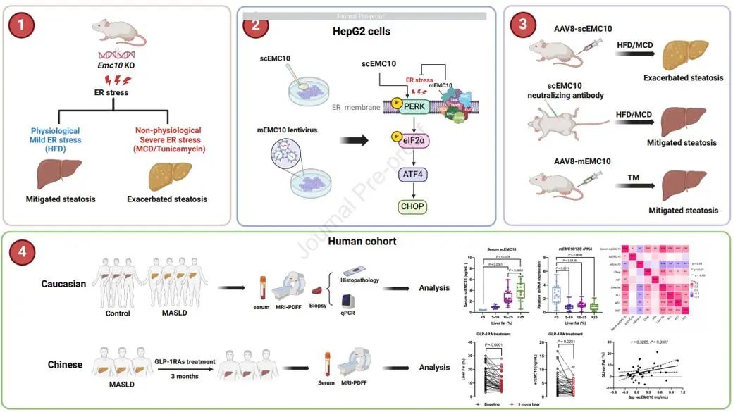 Journal of Hepatology丨EMC10和它奇特的调控机制！
