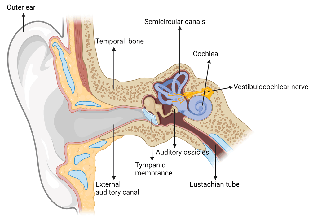 特异性基因调控丨AAV内耳特异性基因调控策略
