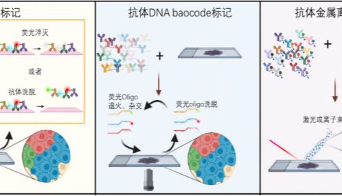  免疫组化（IHC），原来如此简单！