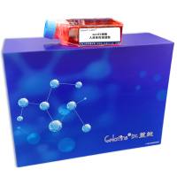 well5细胞 ; 人成骨肉瘤细胞