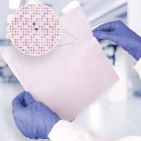 抗体特异性服务