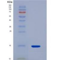 大鼠血小板因子4(PF4)重组蛋白
