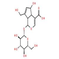 去乙酰车叶草苷酸