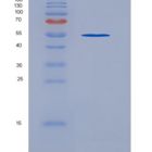 人内皮细胞TEK酪氨酸激酶(Tie2)重组蛋白