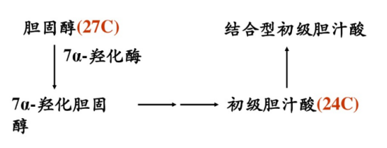胆汁酸的分类及作用