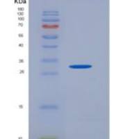 小鼠中性粒细胞弹性蛋白酶(NE)重组蛋白