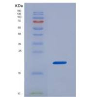 小鼠白介素17B(IL17B)重组蛋白