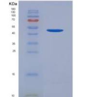 人粘蛋白1(MUC1)重组蛋白