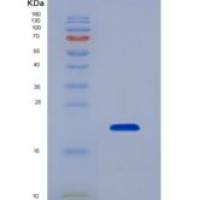 小鼠松弛素/胰岛素样肽受体1(RXFP1)重组蛋白