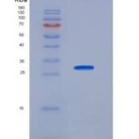 大鼠组织因子(TF)重组蛋白
