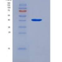人视紫质(RHO)重组蛋白