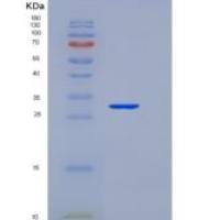 大鼠成纤维细胞生长因子23(FGF23)重组蛋白