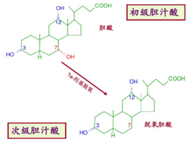 胆汁酸的分类及作用