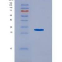 人环氧合酶1(COX-1)重组蛋白