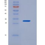 小鼠核因子κB受体激活因子(RANk)重组蛋白
