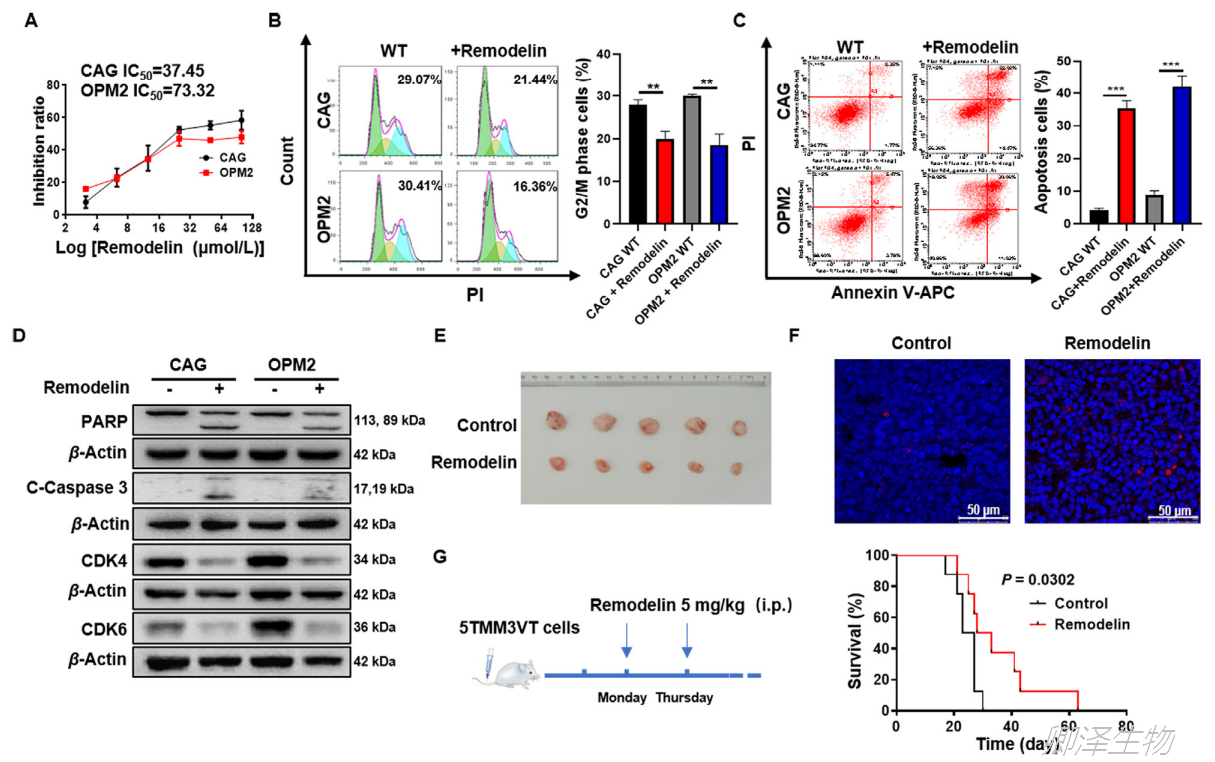 Remodelin Acta Pharm Sin B. | Ribo-seq技术助力挖掘治疗骨髓瘤的新靶点-公司新闻-广州卿泽生物科技有限公司