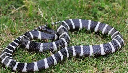 银环蛇咬伤致肌无力SD大鼠模型