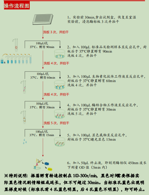 小鼠趋化因子配体5（CCL5/Rantes）酶联免疫试剂盒