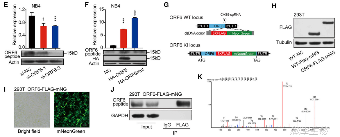 Mol Cell. | Ribo-seq和Polysome profiling技术助力挖掘白血病中功能微肽 - 企业动态 - 丁香通