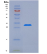 小鼠表面活性物质关联蛋白A(SFTPA1)重组蛋白