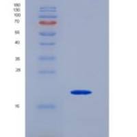 小鼠血小板内皮细胞粘附分子1(PECAM1)重组蛋白