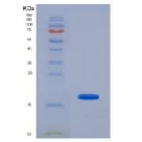 大鼠白介素5(IL5)重组蛋白