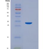 小鼠组织因子(TF)重组蛋白