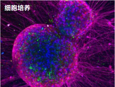 卓越的防荧光淬灭封片剂--VECTASHIELD Antifade Mounting Media 卓越的防荧光淬灭封片剂--VECTASHIELD Antifade Mounting Media