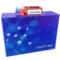 SK-OV-3-DDP细胞 ; 人卵巢腺癌顺铂耐药性细胞