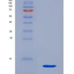 大鼠神经调节素4(NRG4)重组蛋白