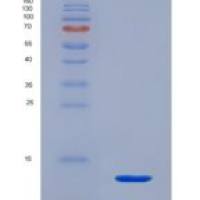 大鼠神经调节素4(NRG4)重组蛋白