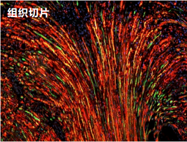 卓越的防荧光淬灭封片剂--VECTASHIELD Antifade Mounting Media 卓越的防荧光淬灭封片剂--VECTASHIELD Antifade Mounting Media