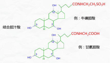 胆汁酸的分类及作用