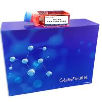 NHBT细胞 ; 兰州黑白花奶牛舌尖细胞