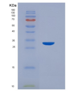 小鼠组织因子(TF)重组蛋白