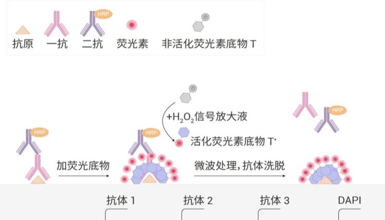 6小时完成8指标染色？！mIHC技术大盘点