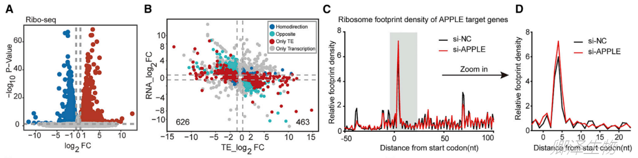 Mol Cell. | Ribo-seq和Polysome profiling技术助力挖掘白血病中功能微肽 - 企业动态 - 丁香通