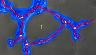 血管生成实验的数据分析