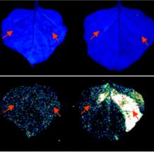 荧光素酶互补成像 LCI实验服务