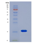 人序列相似家族19成员A2(FAM19A2)重组蛋白