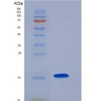 小鼠CCL28/MEC重组蛋白