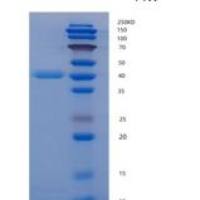 人纤维蛋白原相关蛋白1(FGL1)重组蛋白