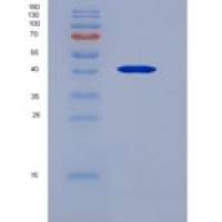 小鼠Noggin重组蛋白