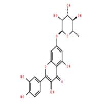 槲皮素7-O-α-L鼠李糖苷